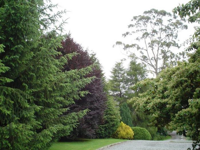 Fotografía 9 de Cabañas Altue en Puerto Varas, Los Lagos