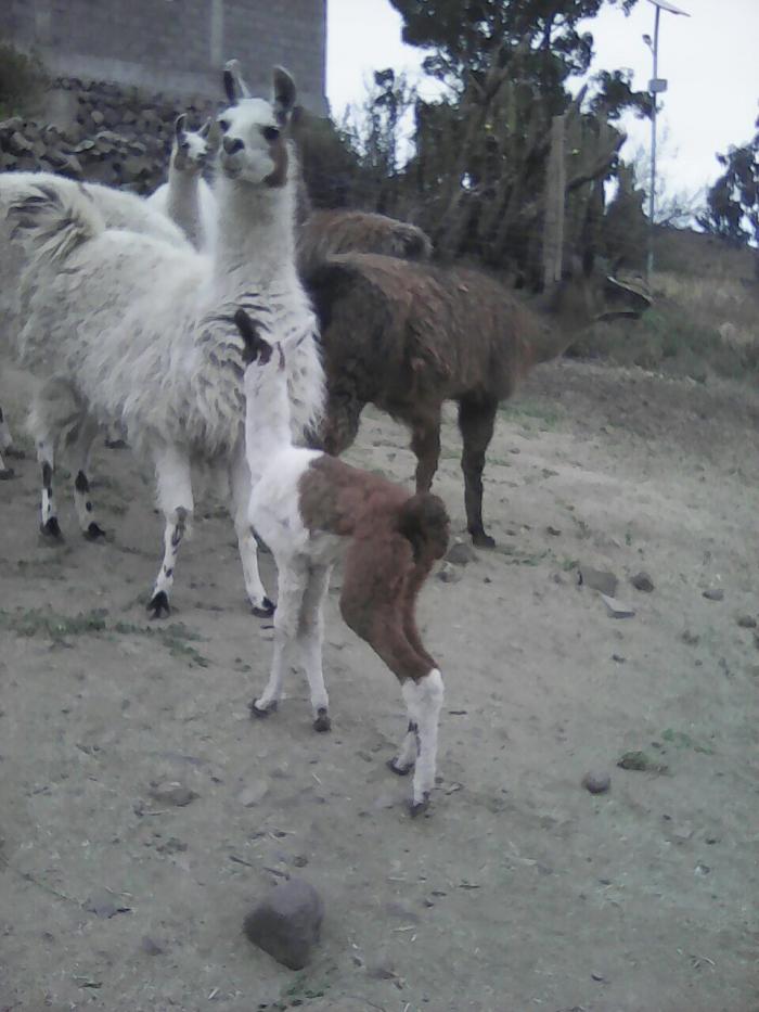 Fotografía 3 de Cabañas Munata Chusmiza en Huara, Tarapaca