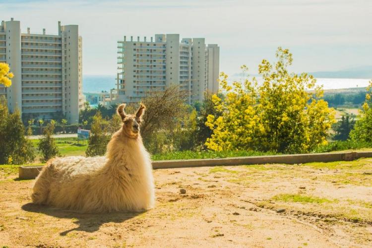 Fotografía 10 de Cabañas Pao-Pao en Algarrobo, Valparaiso