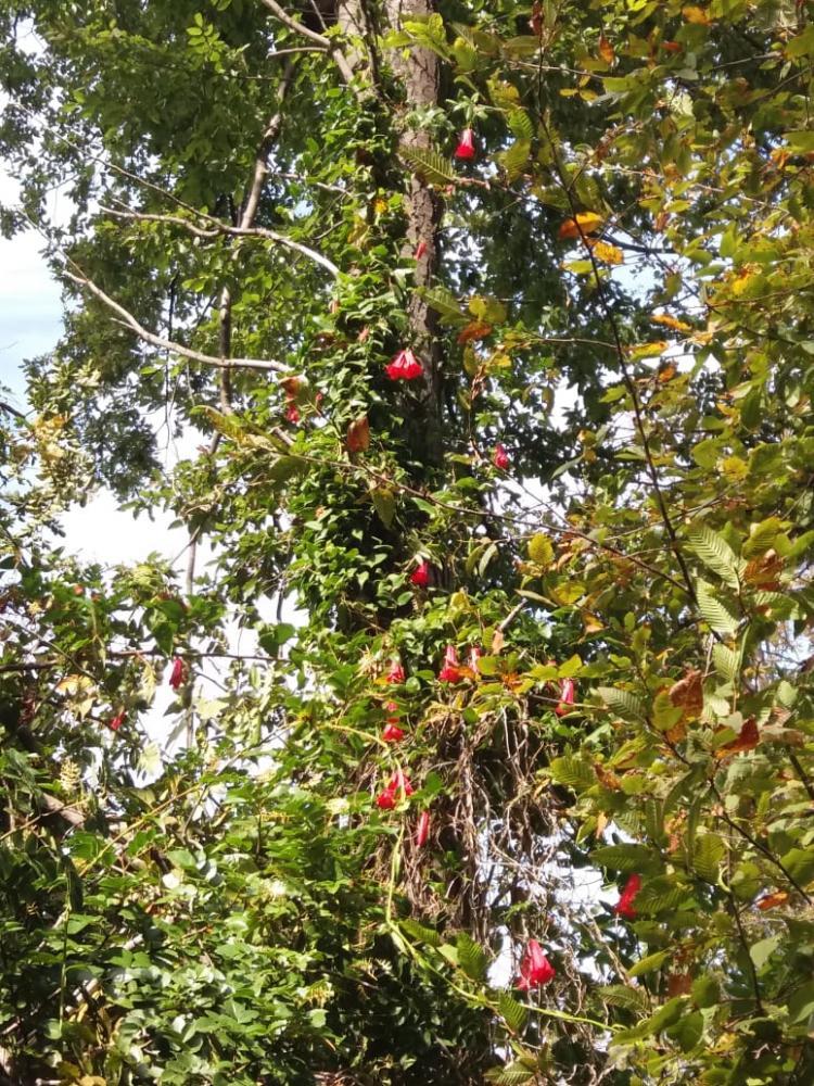 Fotografía 4 de Cabaña Borde Loma en Pinto, Bio Bio