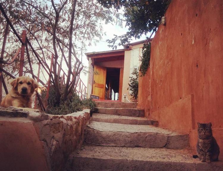 Fotografía 6 de Cabañas en altura en pleno Valle de Elqui en Paihuano, Coquimbo