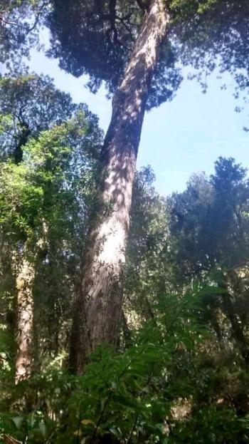 Fotografía 6 de Cabañas en Huilo Huilo Neltume en Panguipulli, Los Rios