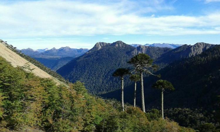 Fotografía 8 de Cabañas Ruka Pangui en Melipeuco, Araucania