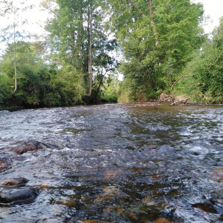 Fotografía 11 de Cabañas Tía Chela en Panguipulli, Los Rios